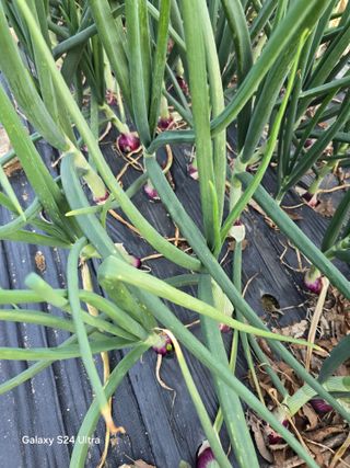 소병찬님의 🍎 농부님들! '적과'하셨나요? · 참여글 작성글 사진