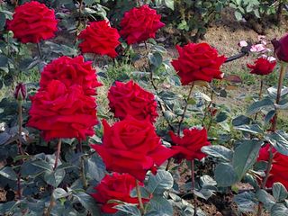 초보굴백이님의 자유주제 · 자유게시판 작성글 사진