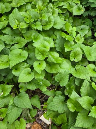 고구마7071님의 자유주제 · 자유게시판 작성글 사진