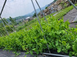 이박농장님의 자유주제 · 자유게시판 작성글 사진