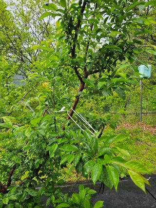 지리산호야님의 🍎 농부님들! '적과'하셨나요? · 참여글 작성글 사진