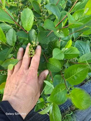 소병찬님의 🍎 농부님들! '적과'하셨나요? · 참여글 작성글 사진