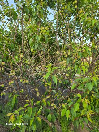 소병찬님의 🍎 농부님들! '적과'하셨나요? · 참여글 작성글 사진