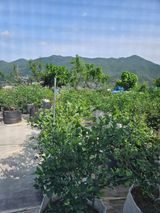 팜모닝 자유주제·자유게시판 게시글 이미지