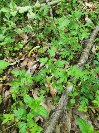 김금순자연산약초님의 자유주제 · 칭찬해요 작성글 사진