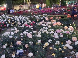 초보굴백이님의 자유주제 · 자유게시판 작성글 사진