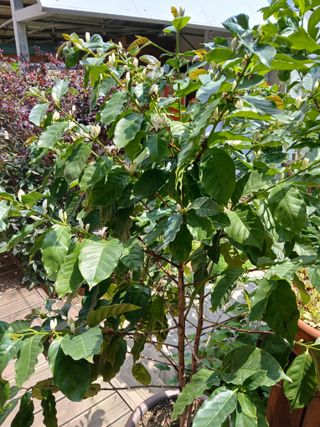 맞춤포도 드론방제님의 자유주제 · 자유게시판 작성글 사진