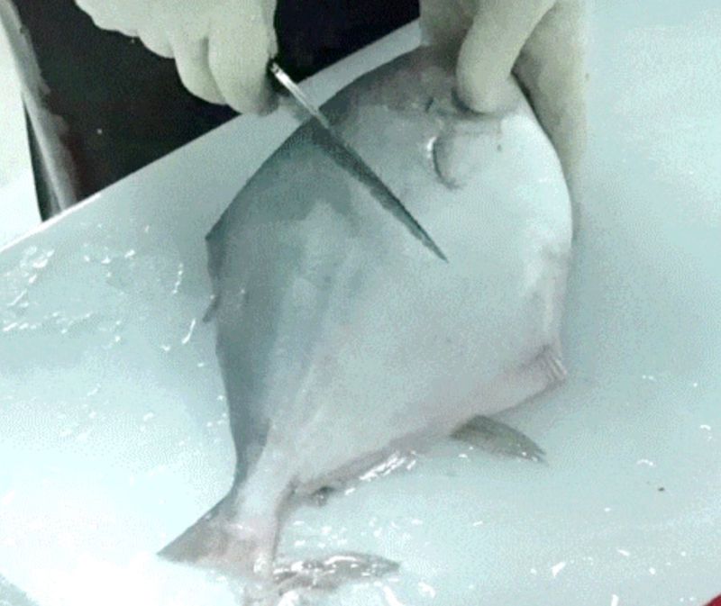 김진국님의 장터 판매 상품 [완도 자연산 병어회 세꼬시 손질후 500g 병치 덕자병어회] 첨부 사진