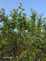 팜모닝 🍎 농부님들! '적과'하셨나요?·참여글 게시글 이미지