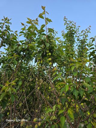 소병찬님의 🍎 농부님들! '적과'하셨나요? · 참여글 작성글 사진