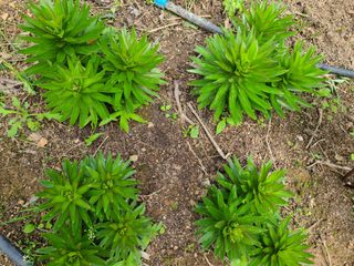 이박농장님의 자유주제 · 자유게시판 작성글 사진