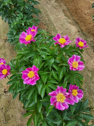 팜모닝회원 김순달 님의 자유주제 · 자유게시판 작성글 사진