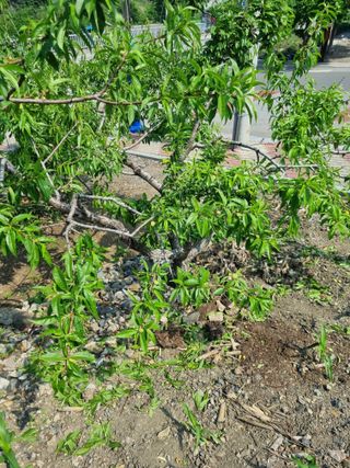 김용대님의 자유주제 · 자유게시판 작성글 사진