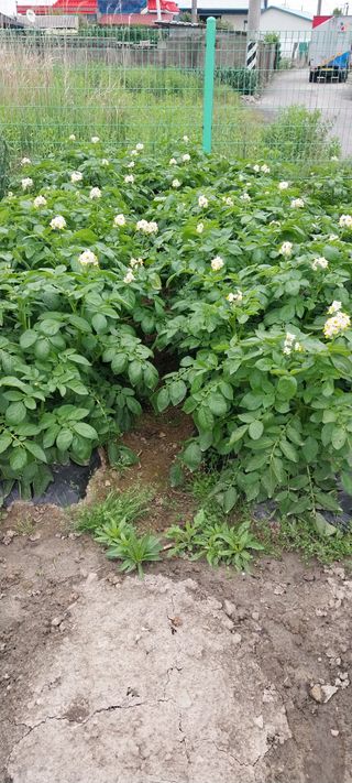 주말 텃밭 농부님의 자유주제 · 자유게시판 작성글 사진