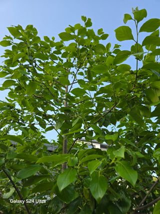 소병찬님의 🍎 농부님들! '적과'하셨나요? · 참여글 작성글 사진