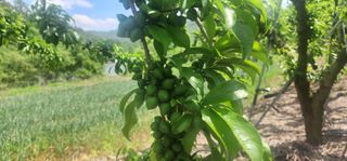 들깨17270님의 🍎 농부님들! '적과'하셨나요? · 참여글 작성글 사진