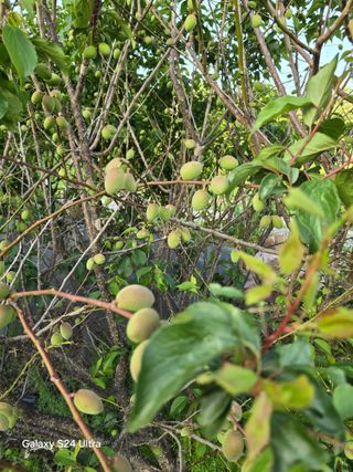 소병찬님의 🍎 농부님들! '적과'하셨나요? · 참여글 작성글 사진