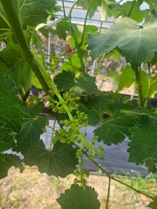 최지훈님의 농사, 무엇이든 물어보세요! · 참여글 작성글 사진