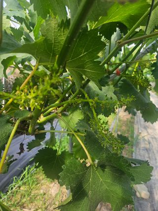 최지훈님의 농사, 무엇이든 물어보세요! · 참여글 작성글 사진