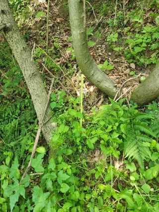 김금순자연산약초님의 자유주제 · 칭찬해요 작성글 사진