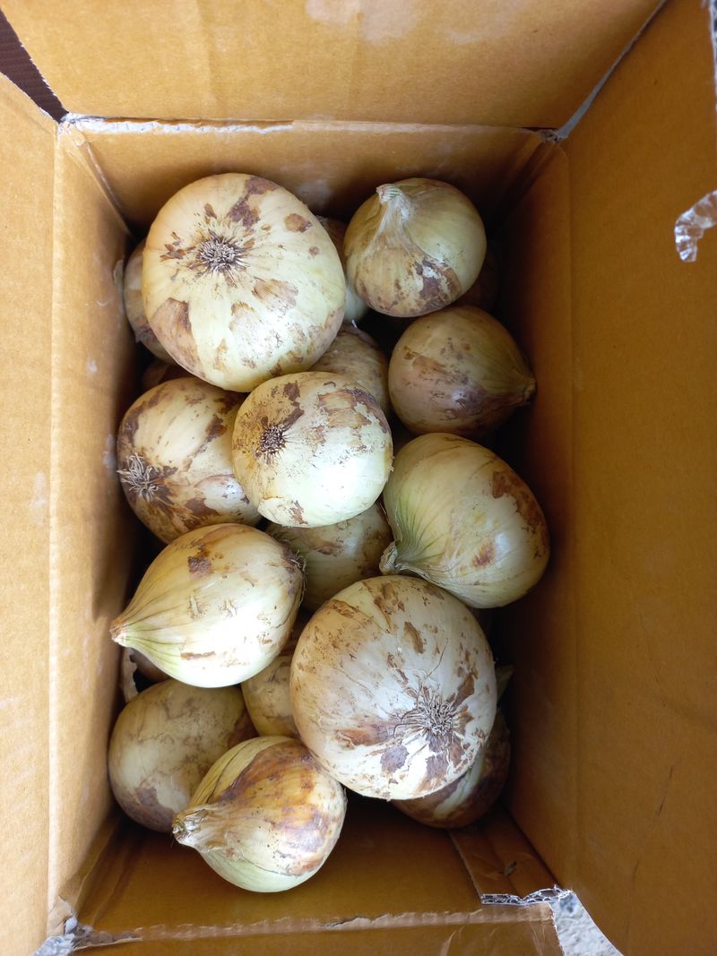 농부의아내님의 장터 판매 상품 [조생양파5키로] 첨부 사진