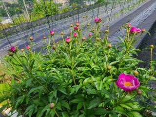 이박농장님의 자유주제 · 자유게시판 작성글 사진