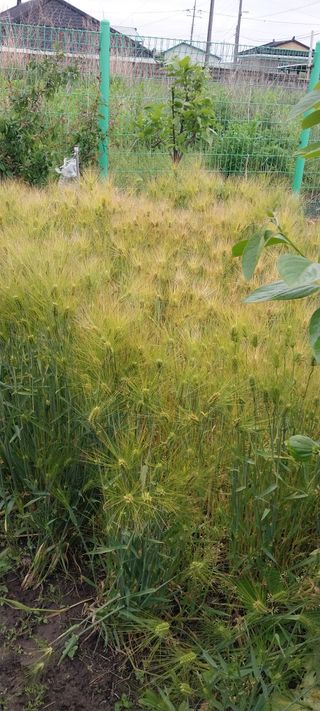 주말 텃밭 농부님의 자유주제 · 자유게시판 작성글 사진