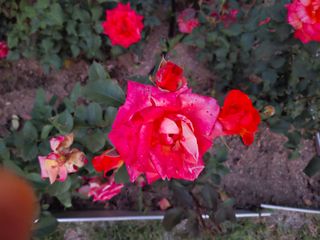 초보굴백이님의 자유주제 · 자유게시판 작성글 사진