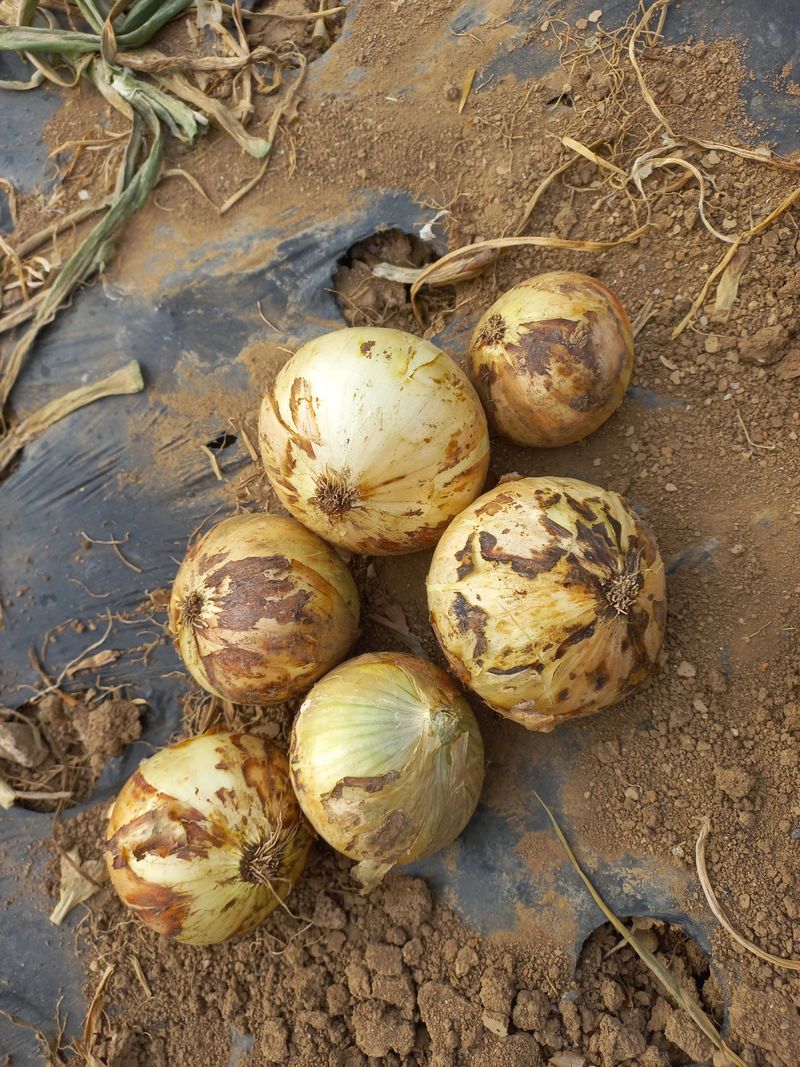 농부의아내님의 장터 판매 상품 [조생양파5키로] 첨부 사진