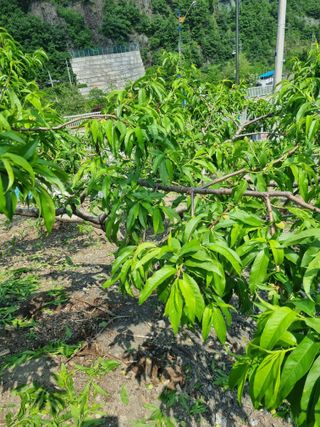 김용대님의 자유주제 · 자유게시판 작성글 사진