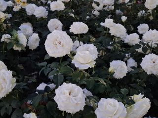 초보굴백이님의 자유주제 · 자유게시판 작성글 사진