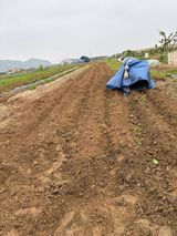 팜모닝 자유주제·자유게시판 게시글 이미지