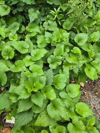 고구마7071님의 자유주제 · 자유게시판 작성글 사진