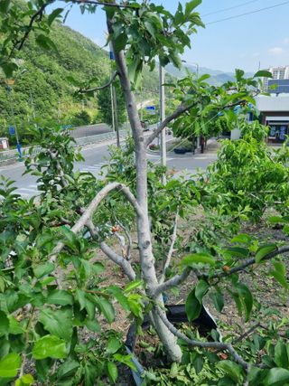 김용대님의 자유주제 · 자유게시판 작성글 사진