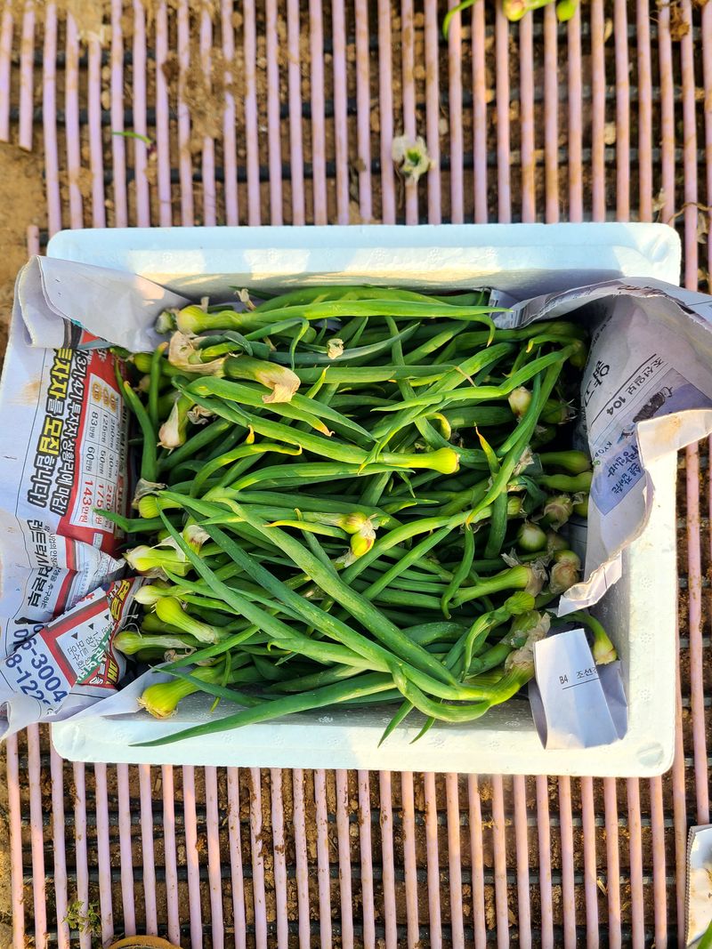 김도훈님의 장터 판매 상품 [삼동대파 주아 원뿌리 판매] 첨부 사진