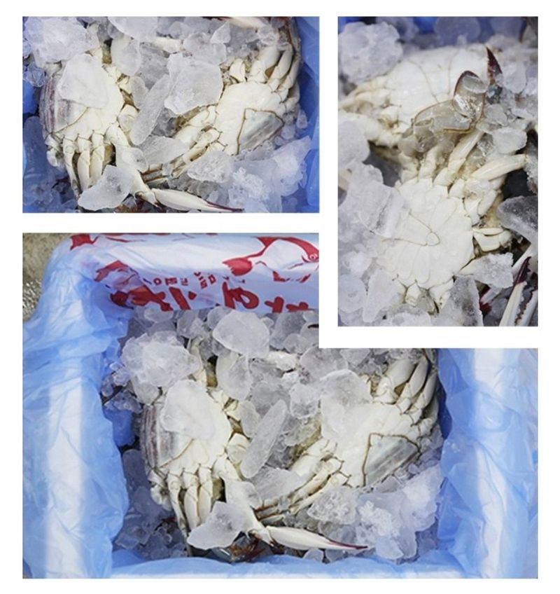 농수사님의 장터 판매 상품 [연평도 알배기 활암꽃게 1kg ] 첨부 사진