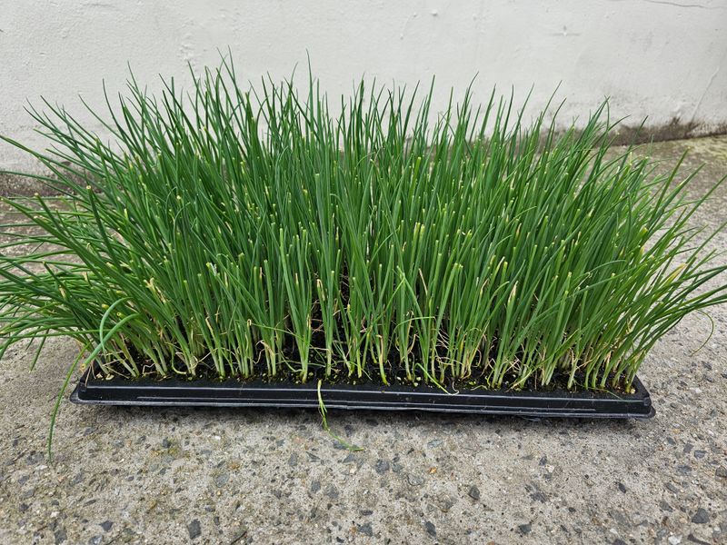 한농농약종묘사님의 장터 판매 상품 [대파모종 200구] 첨부 사진