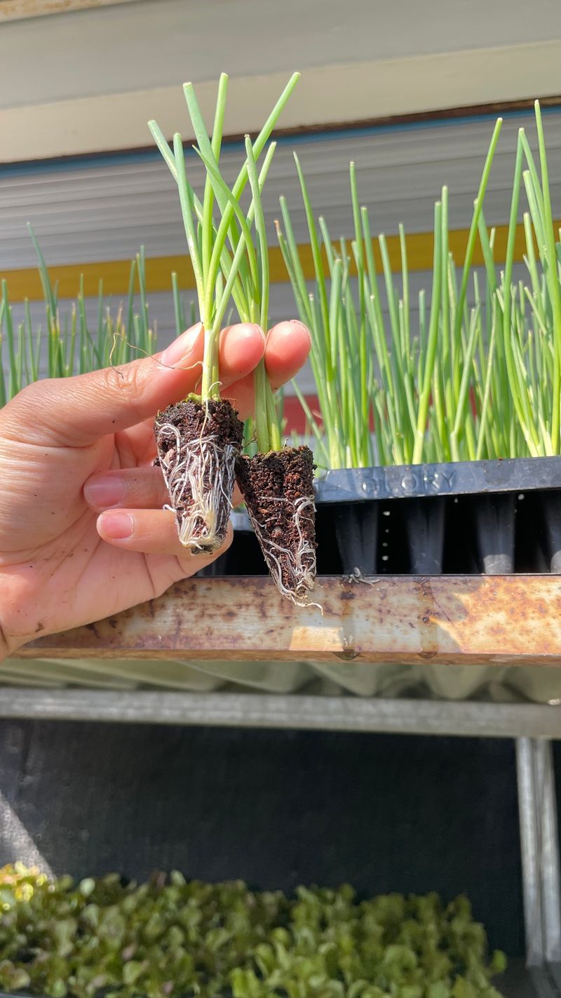 한농농약종묘사님의 장터 판매 상품 [대파모종 200구] 첨부 사진