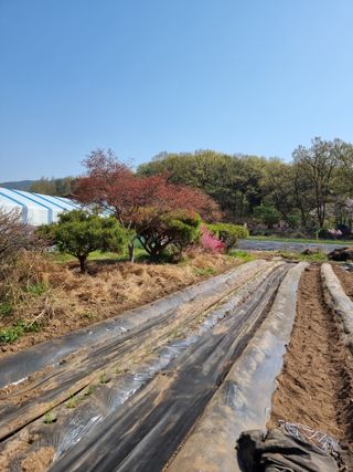 춘장대님의 자유주제 · 자유게시판 작성글 사진