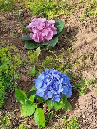 김광수님의 자유주제 · 자유게시판 작성글 사진