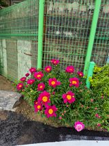 팜모닝 자유주제·자유게시판 게시글 이미지