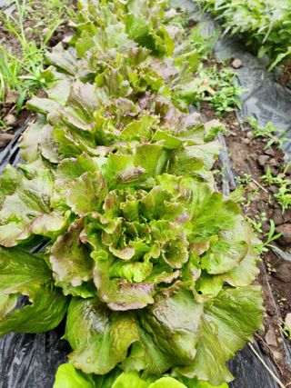 제주부자팜님의 자유주제 · 자유게시판 작성글 사진