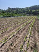 팜모닝 자유주제·자유게시판 게시글 이미지