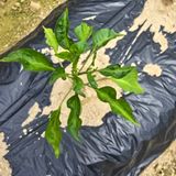 팜모닝 농사, 무엇이든 물어보세요!·참여글 게시글 이미지