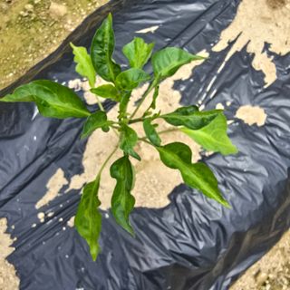 권춘화님의 농사, 무엇이든 물어보세요! · 참여글 작성글 사진