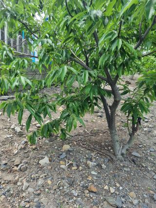 김용대님의 자유주제 · 자유게시판 작성글 사진