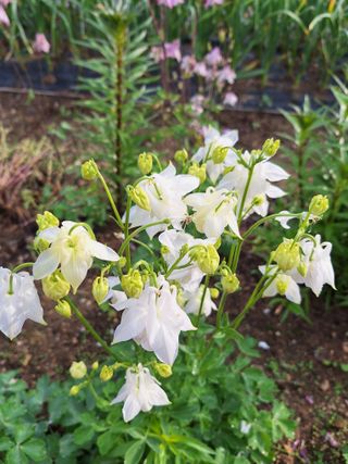 김광수님의 자유주제 · 자유게시판 작성글 사진