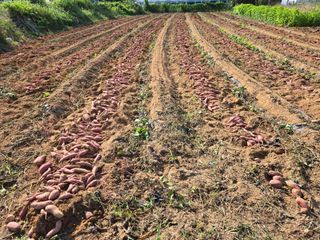 호영님의 자유주제 · 자유게시판 작성글 사진