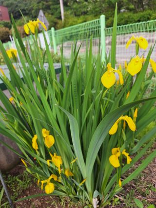 김광수님의 자유주제 · 자유게시판 작성글 사진