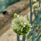 팜모닝 농사, 무엇이든 물어보세요!·참여글 게시글 이미지